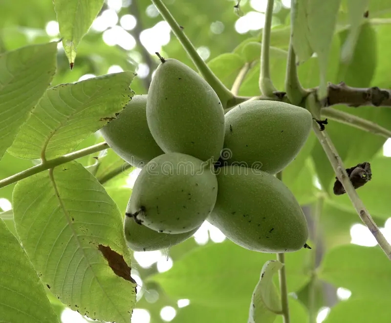 Орех маньчжурский / ©dreamstime Орех маньчжурский
