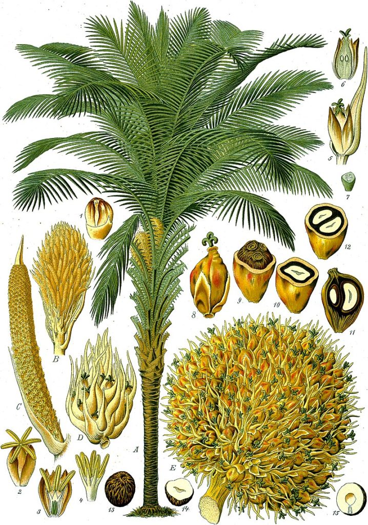 масличная пальма, или Элеис гвинейский (лат. Elaeis guineensis) Ботаническая иллюстрация