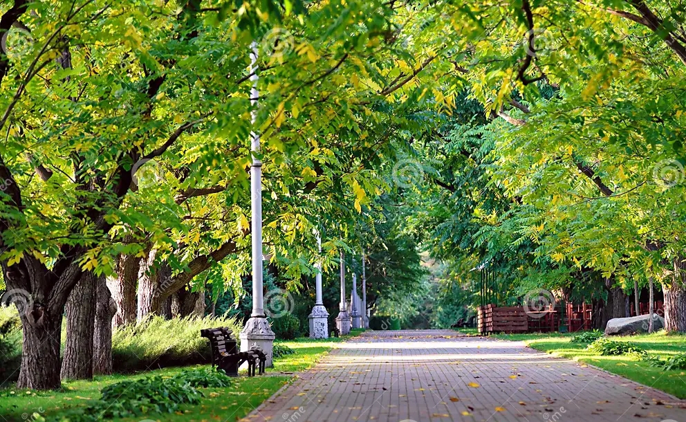 Орех маньчжурский / парк / ©dreamstime Орех маньчжурский / парк
