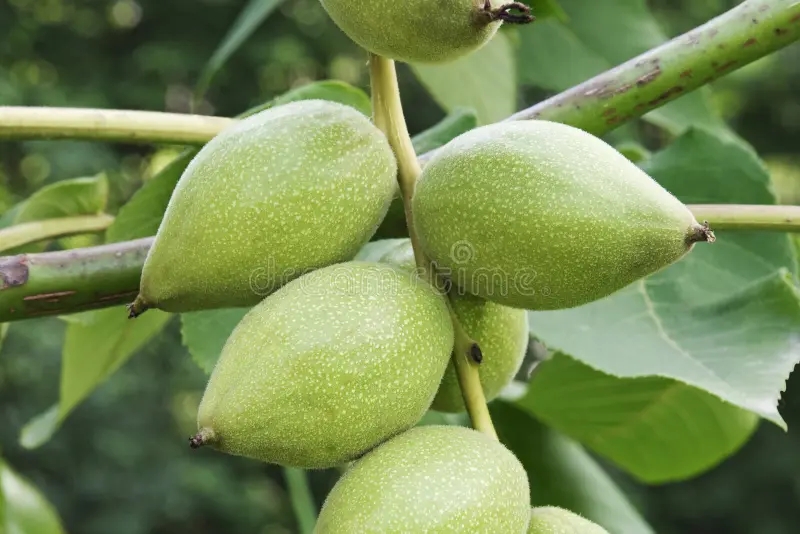 Орех маньчжурский молочной спелости / ©dreamstime Орех маньчжурский молочной спелости