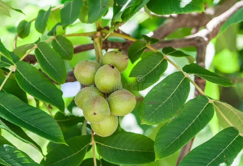 Орех маньчжурский / ©dreamstime Орех маньчжурский