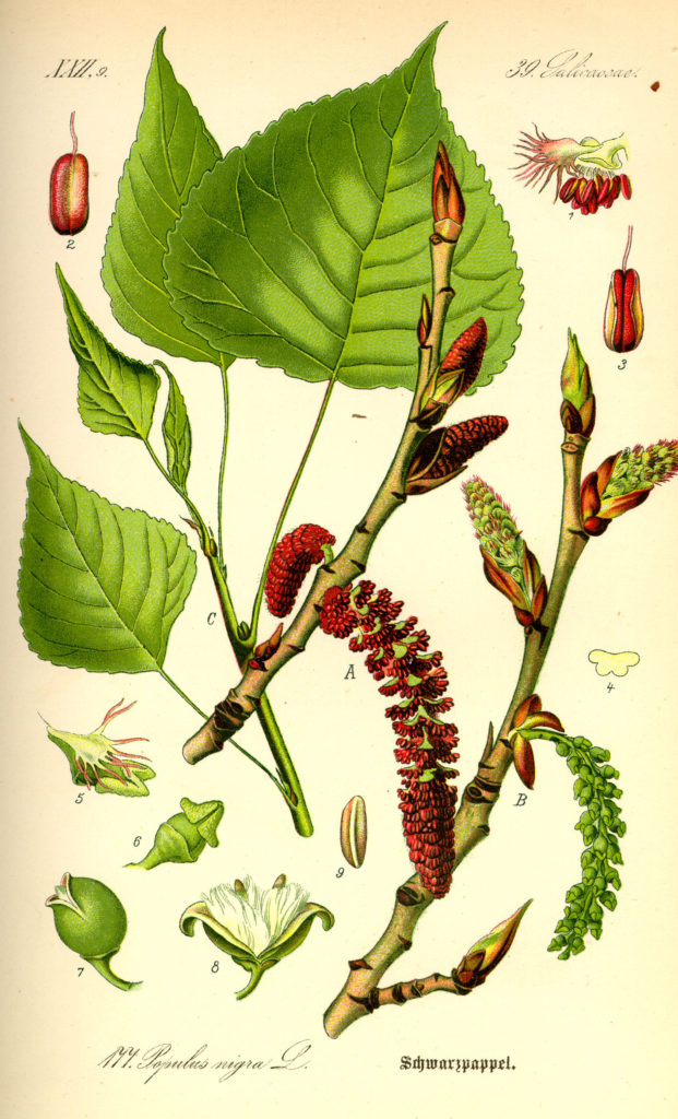 Тополь чёрный (Populus nigra). Ботаническая иллюстрация / ©CC0 Тополь чёрный (Populus nigra). Ботаническая иллюстрация