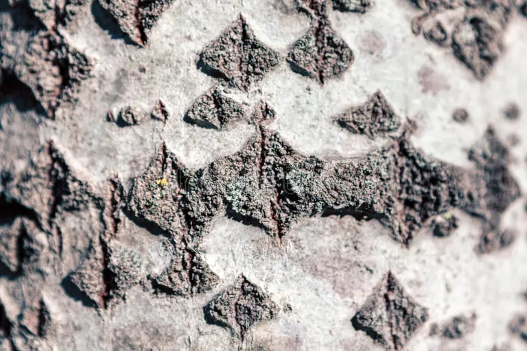 Кора ствола тополя / ©dreamstime Тополь