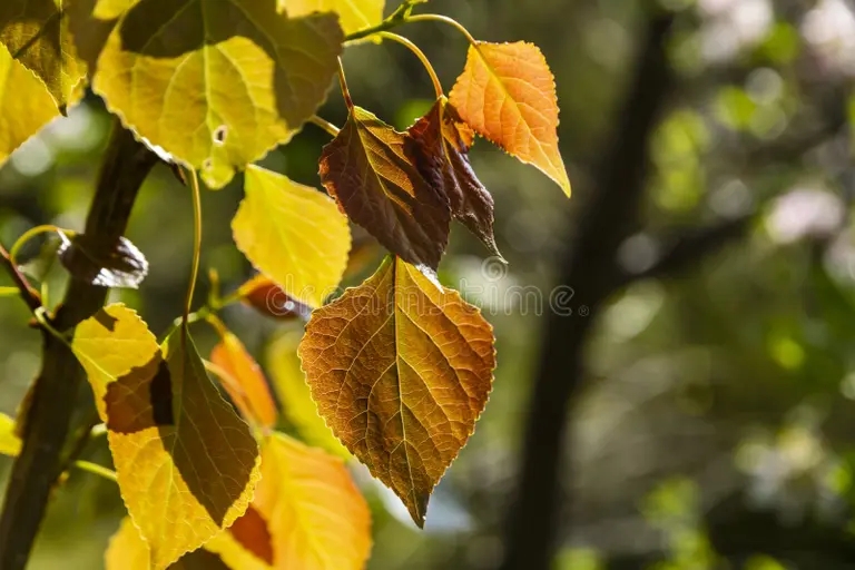 Тополь krichashhie listya poplara v nachale oseni poplarovogo dereva osennego 260384465 1 - Тополь