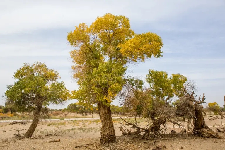 Тополь les euphratica populus v eserte 61181152 - Тополь