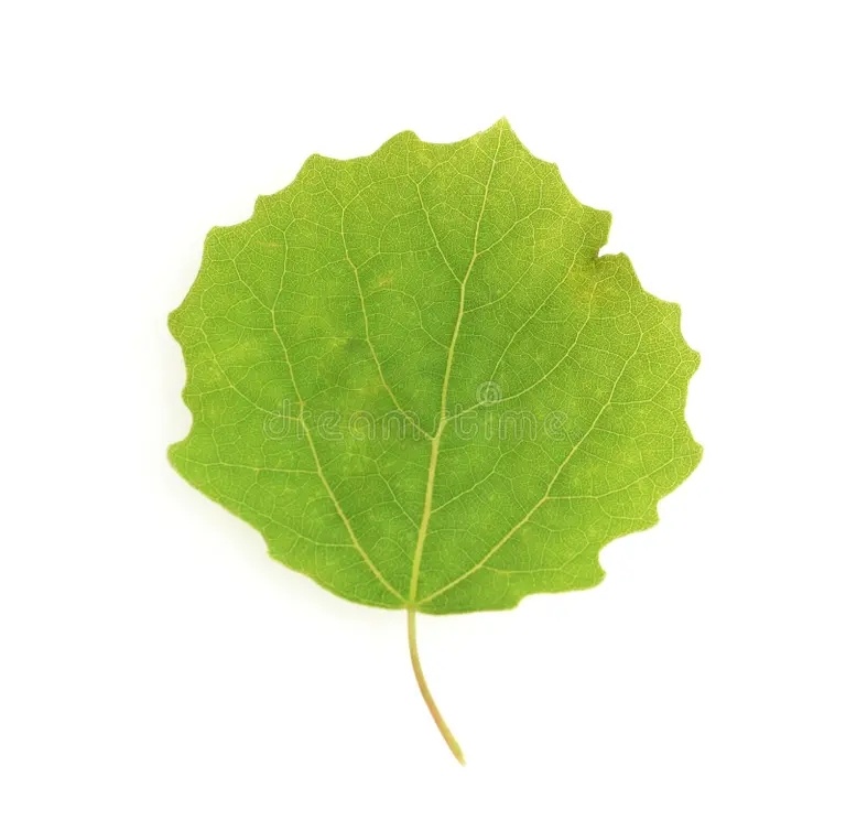 Тополь listopad obyknovennyj aspen leaf populus tremula takzhe nazyvaetsya yavlyaetsya 223164021 - Тополь