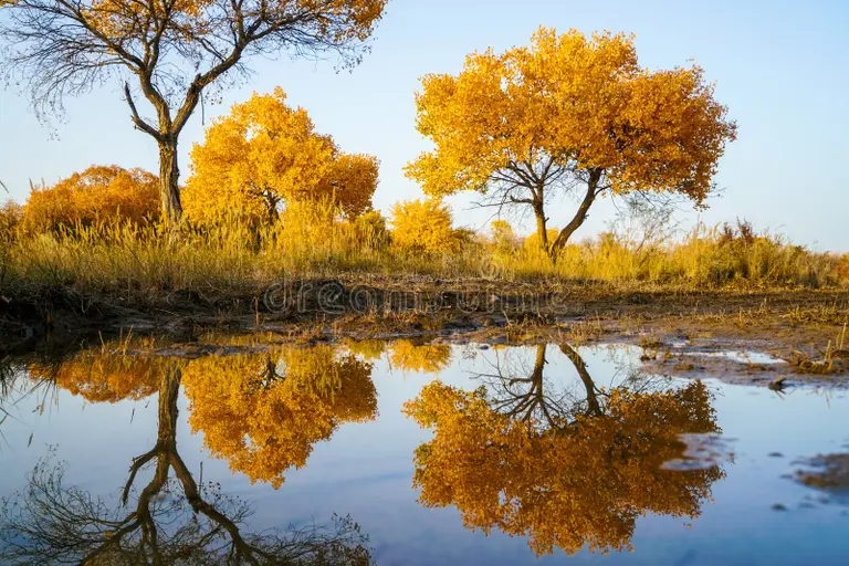 Тополь osenyu raznoczvetnoe otrazhenie vodyanogo populusa foto river tarim 163356732 - Тополь
