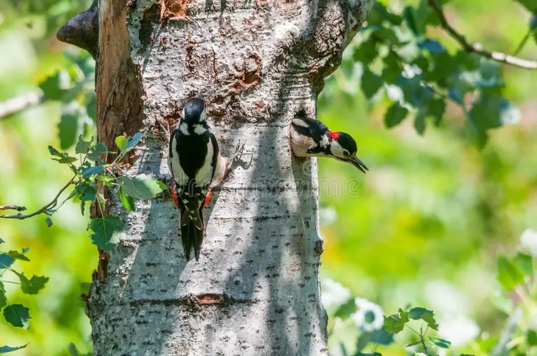 Тополь pary bo shih zapyatnannyh woodpeckers na gnez e 72362994 - Тополь