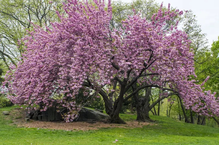 Слива (лат. Prunus) / &copy;dreamstime