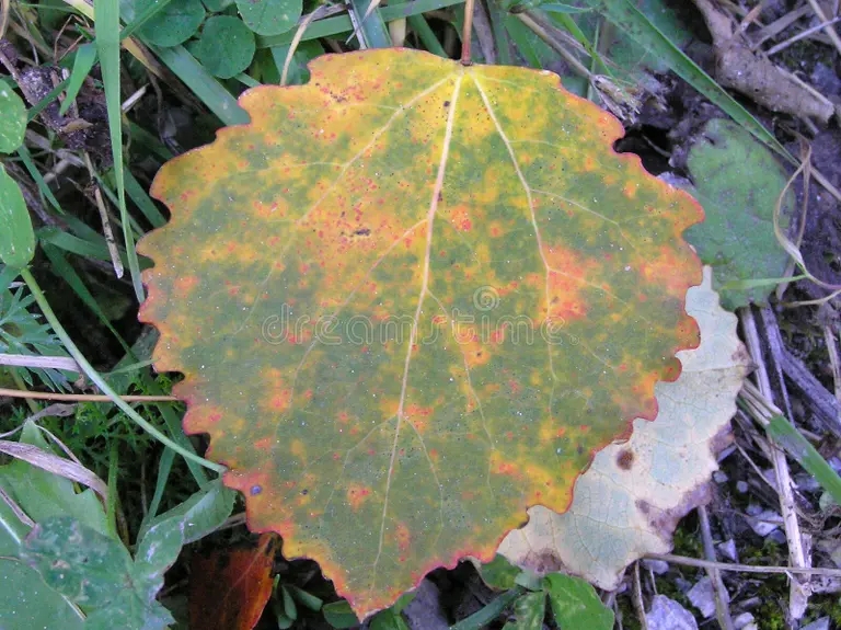 Тополь topo aspen tremula populus 65477689 - Тополь