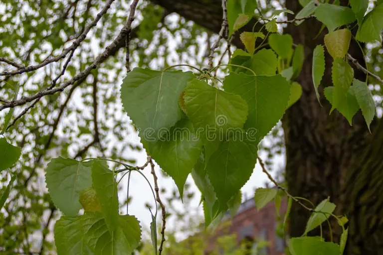 Листва чёрного тополя / ©dreamstime Тополь чёрный (Populus nigra)