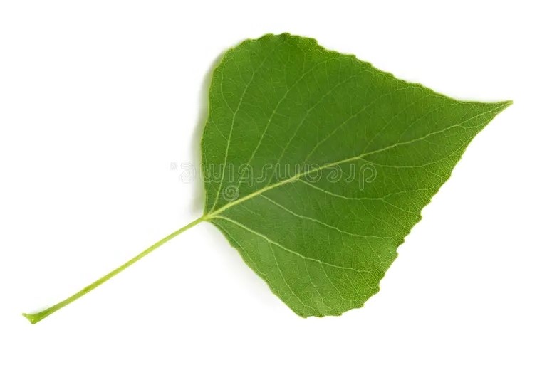 Тополь чёрный / лист / ©dreamstime Тополь чёрный / лист