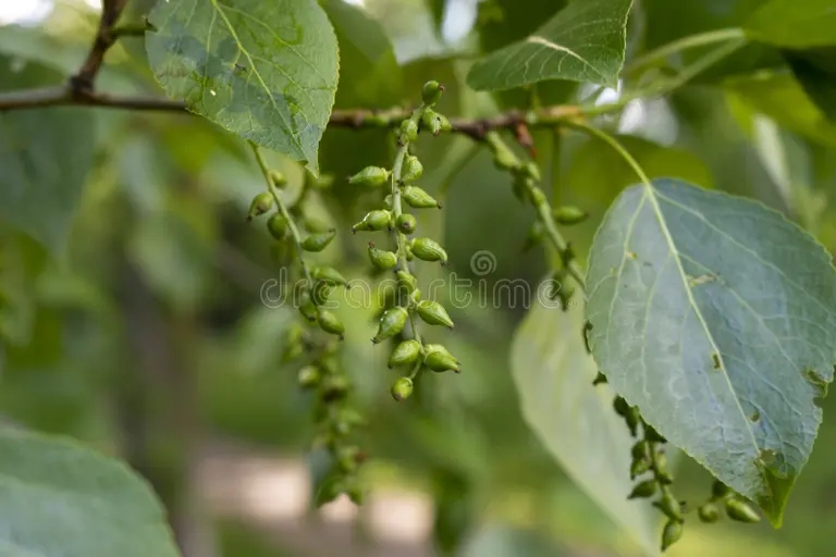 Семена тополя / ©dreamstime Тополь чёрный / сеена