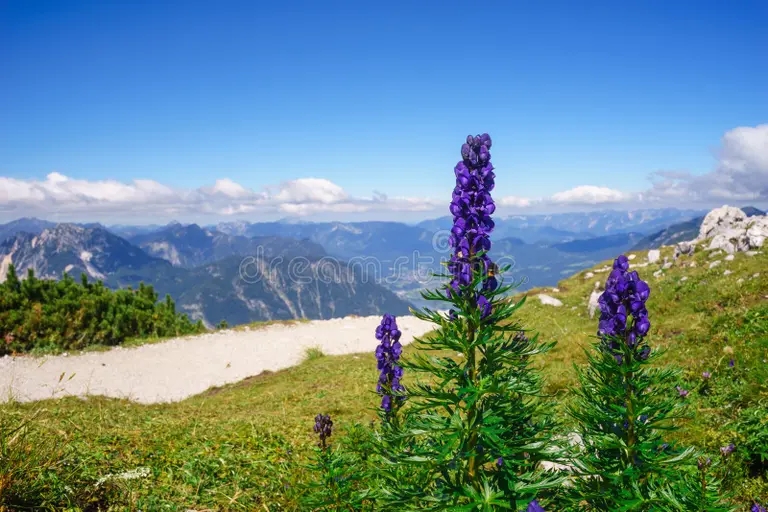 Аконит