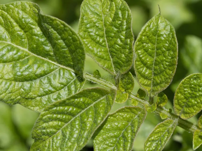 Лист картофеля (Solanum tuberosum) / ©dreamstime Картофель. Лист (Solanum tuberosum)