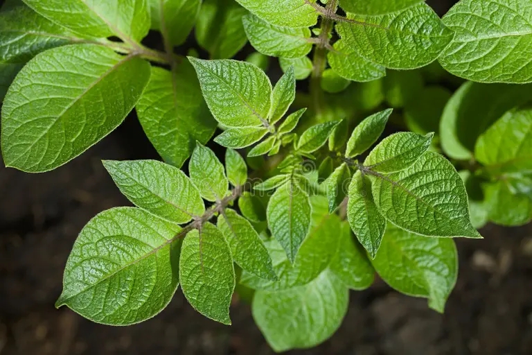 Листья картофеля (Solanum tuberosum) / ©dreamstime Картофель. Листья (Solanum tuberosum)