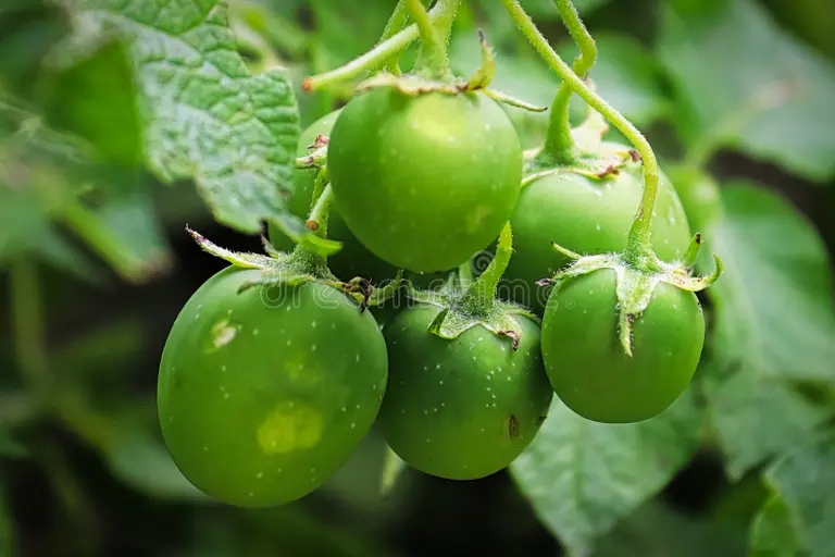Плоды картофеля (Solanum tuberosum) ядовиты в связи с содержанием в них соланина / ©dreamstime Картофель. Плоды (Solanum tuberosum)
