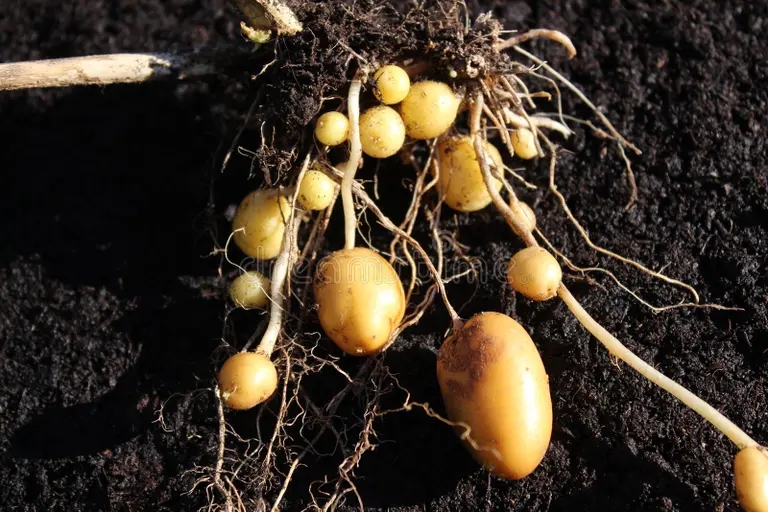Клубнеобразование картофеля (Solanum tuberosum) / ©dreamstime Клубнеобразование картофеля (Solanum tuberosum)