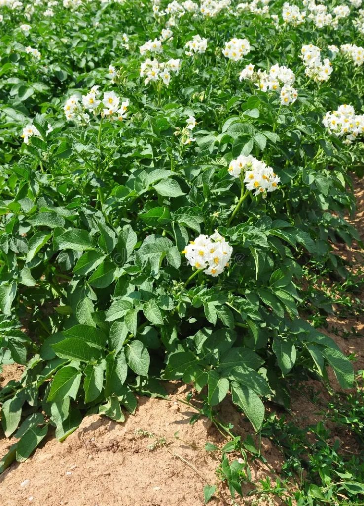 Куст картофеля (Solanum tuberosum) / ©dreamstime Картофель. Куст (Solanum tuberosum)
