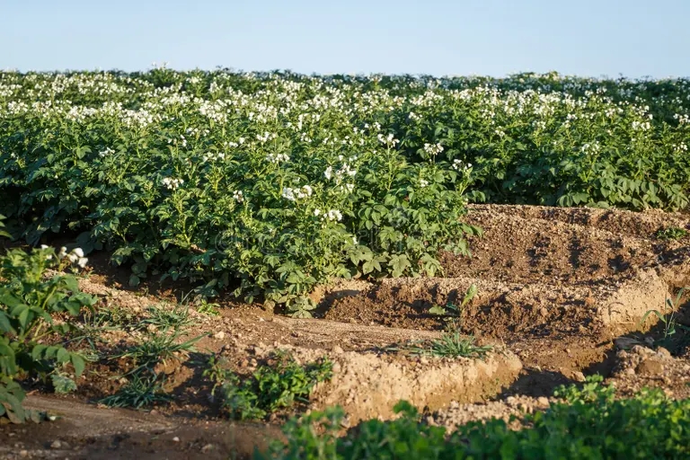 Поле цветущего картофеля (Solanum tuberosum) / ©dreamstime Картофель. Поле (Solanum tuberosum)