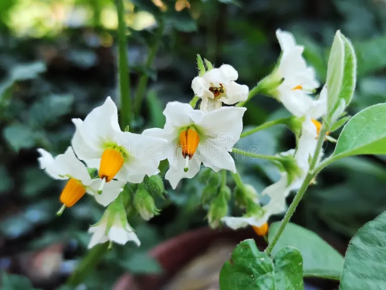 Цветки картофеля (Solanum tuberosum) / ©dreamstime Картофель. Цветк (Solanum tuberosum)