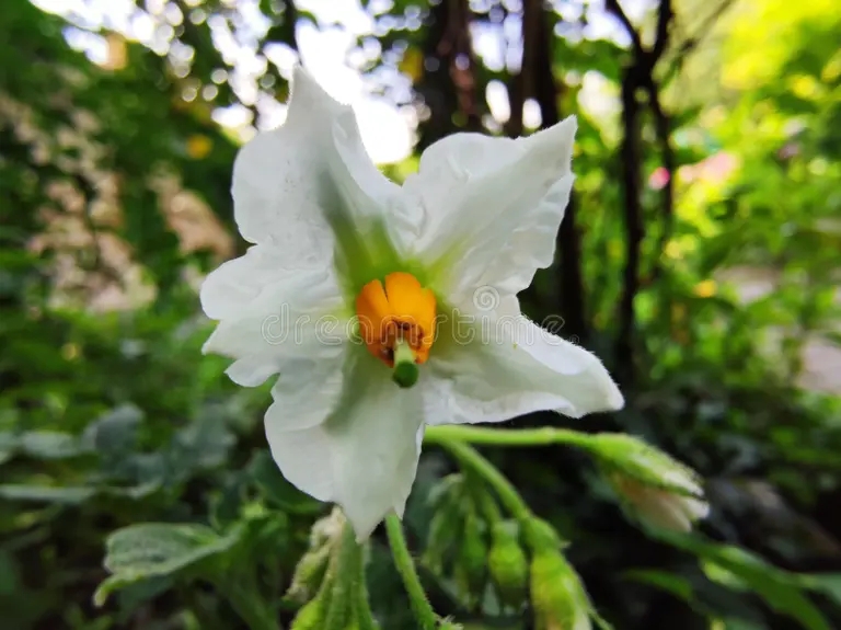 Цветок картофеля (Solanum tuberosum) / ©dreamstime Картофель. Цветок (Solanum tuberosum)