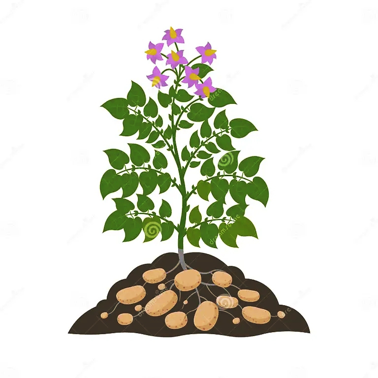 Картофель, или паслён клубненоосный (лат. Solanum tuberosum) / ©dreamstime Картофель, или паслён клубненоосный (лат. Solanum tuberosum)