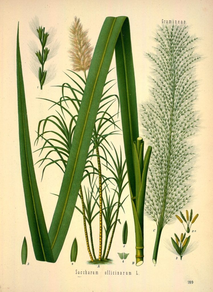 Сахарный тростник культивируемый (Saccharum officinarum) / ©CC0 1.0 Сахарный тростник культивируемый (Saccharum officinarum)