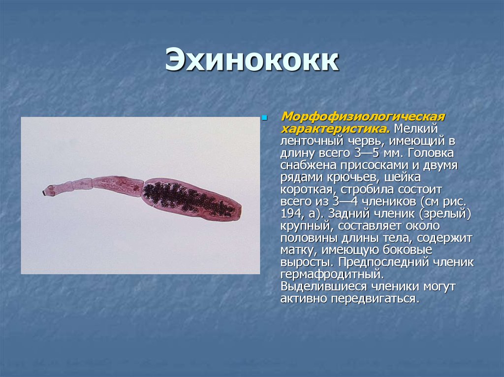 slide 26 - <strong>Эхинококкоз</strong>