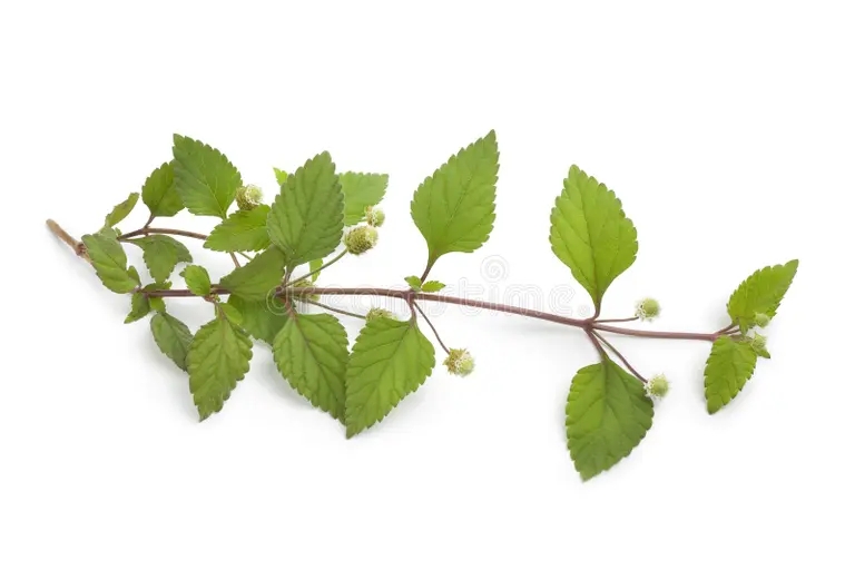 Липпия sprig flowering aztec sweet herb 15886880 - Липпия