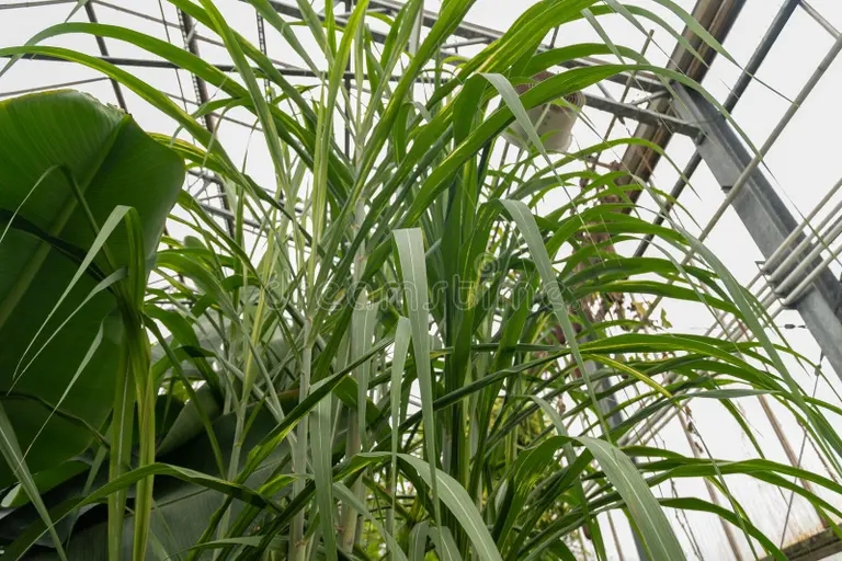 Saccharum officinarum / ©dreamstime Сахарный тростник культивируемый (Saccharum officinarum)