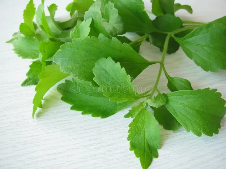 Стевия (лат. Stevia) / ©dreamstime Стевия (лат. Stevia) / ©dreamstime