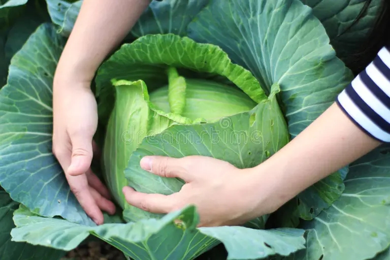 Белокочанная Brassica oleracea var. capitata Капуста огородная Белокочанная