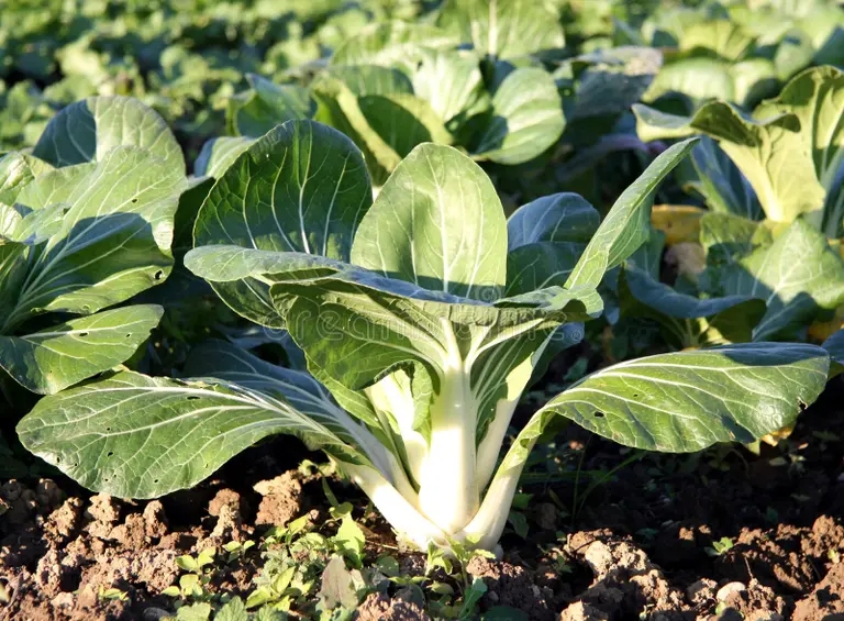 Бок-чой Brassica oleracea Капуста огородная Бок-чой