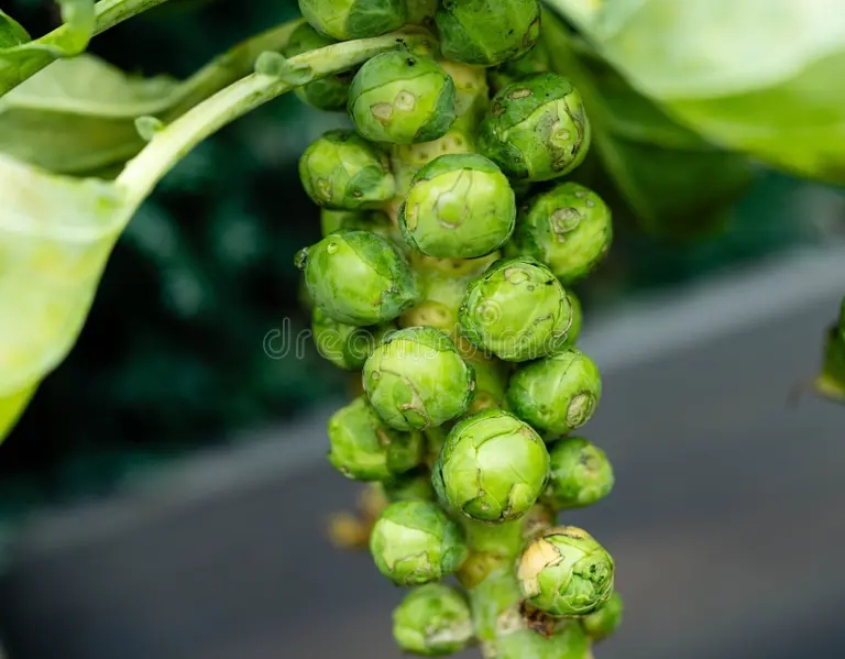 Брюссельская к. Brassica oleracea Капуста огородная Брюссельская