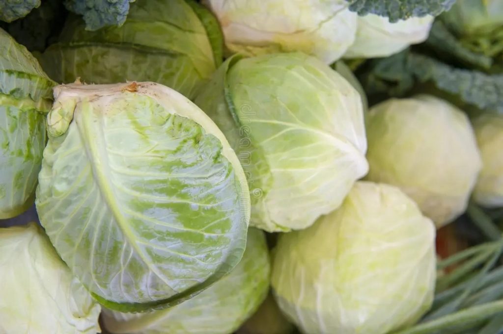 Капуста огородная белокочанная Brassica oleracea Капуста огородная белокочанная