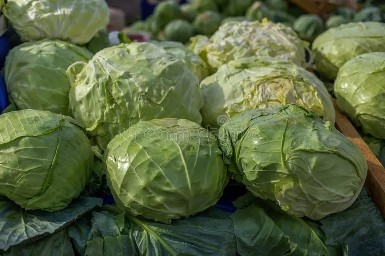 Белокочанная Brassica oleracea var. capitata Капуста огородная Белокочанная