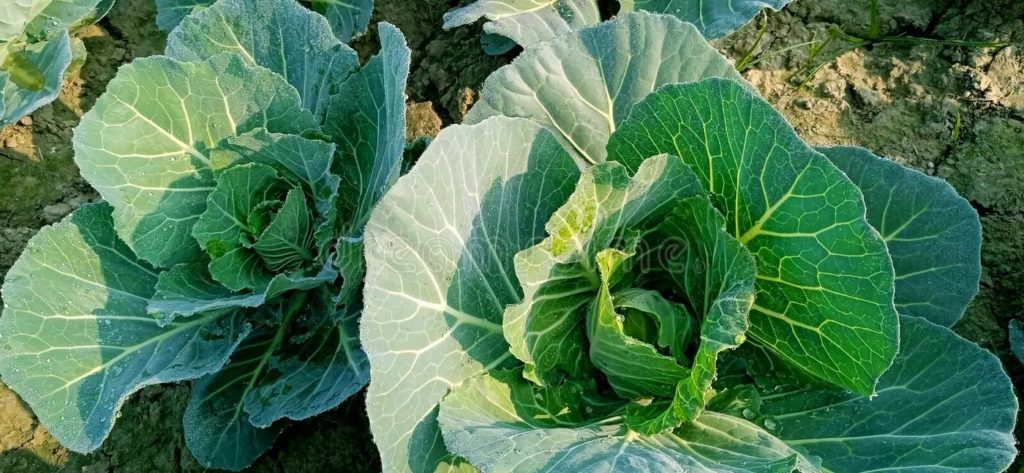 Белокочанная Brassica oleracea Капуста огородная белокочанная