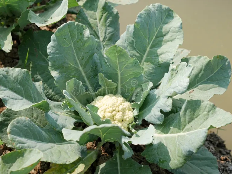 Цветная Brassica oleracea Капуста огородная Цветная