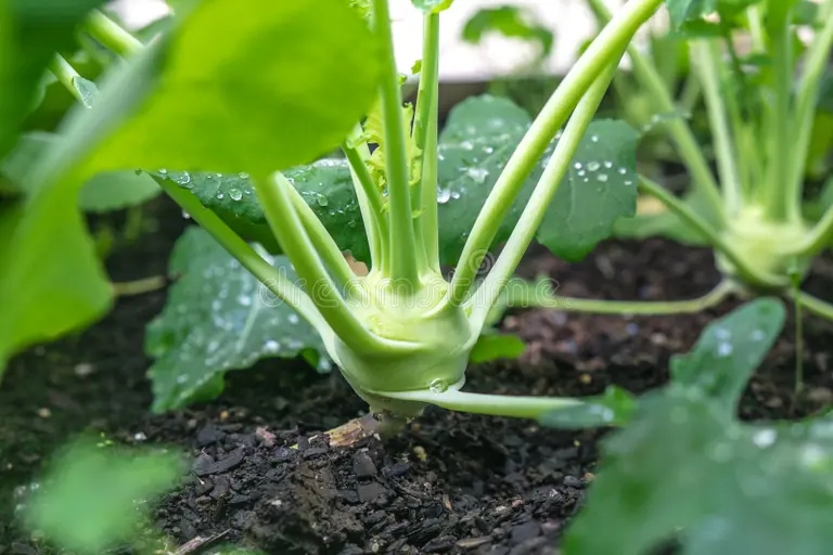 Кольраби Brassica oleracea Капуста огородная Кольраби