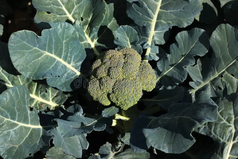 Брокколи Brassica oleracea Капуста огородная Брокколи