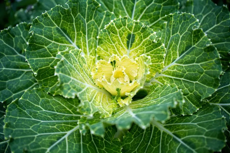 Листовая Brassica oleracea Капуста огородная Листовая