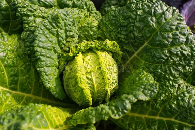 Савойская кочанная Brassica oleracea Капуста огородная Савойская