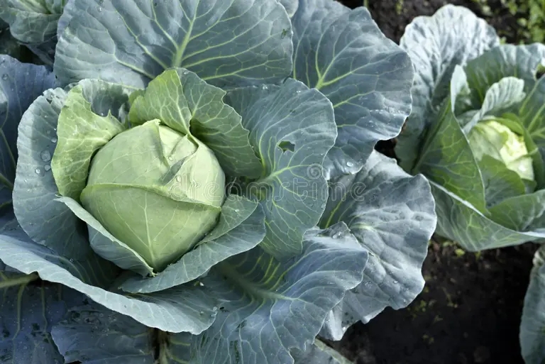 Белокочанная Brassica oleracea Капуста огородная белокочанная