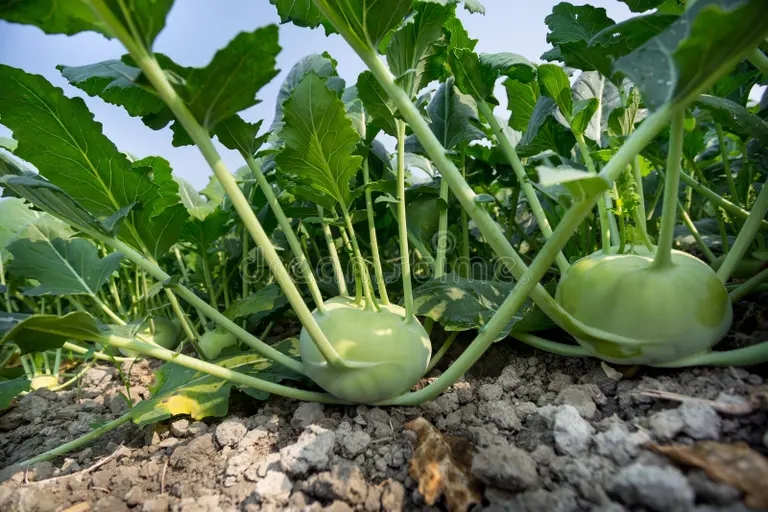 Кольраби Brassica oleracea Капуста огородная Кольраби