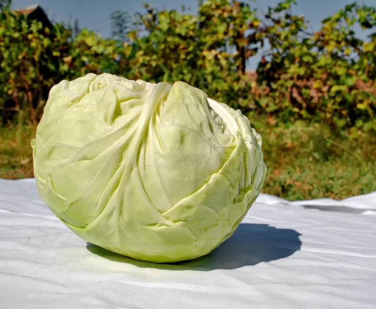 Белокочанная Brassica oleracea var. capitata Капуста огородная Белокочанная