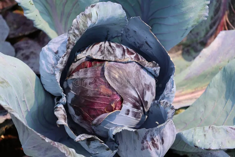 Краснокочанная Brassica oleracea Капуста огородная Краснокочанная Brassica oleracea