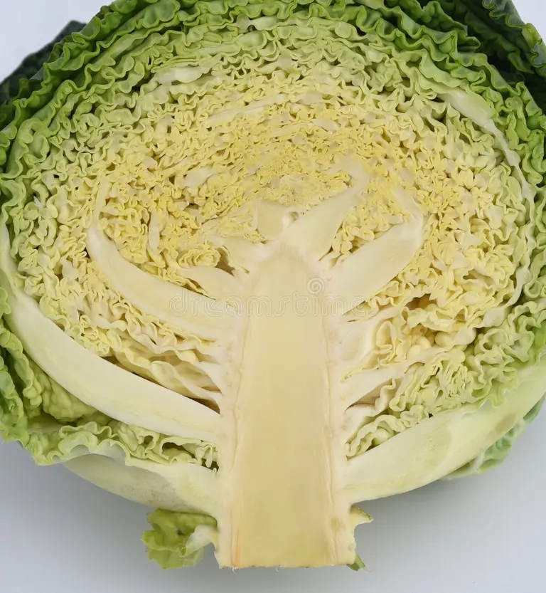 Савойская кочанная Brassica oleracea / разрез Савойская кочанная Brassica oleracea / разрез