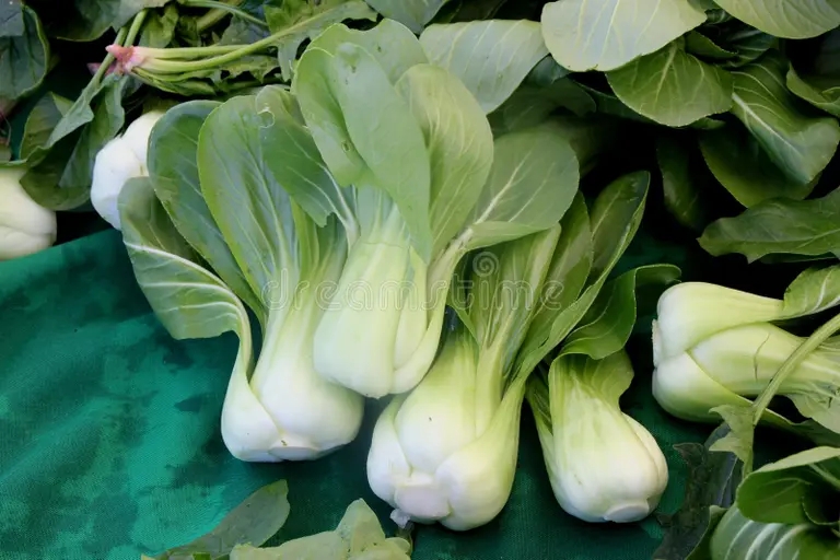 Бок-чой Brassica oleracea Капуста огородная Бок-чой