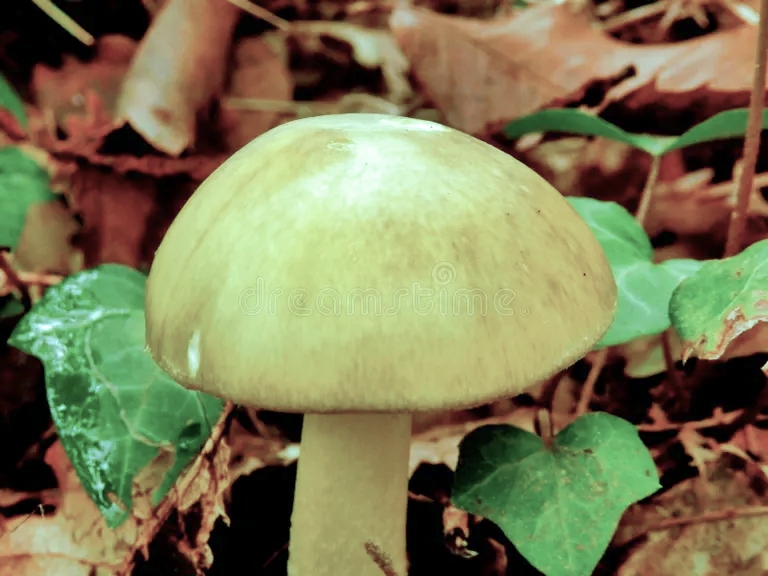 Бледная поганка, Amanita phalloides - смертельно ядовитый гриб рода мухоморов